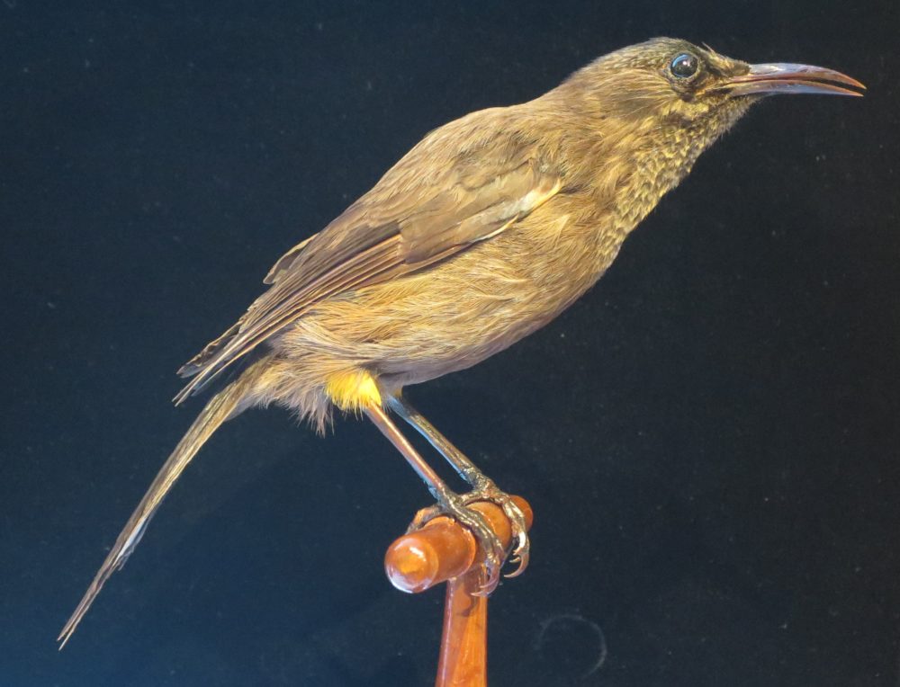 Photo of the extinct bird A Kauaʻi ʻōʻō