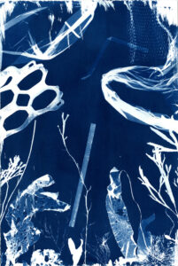 Untitled- Cyanotype