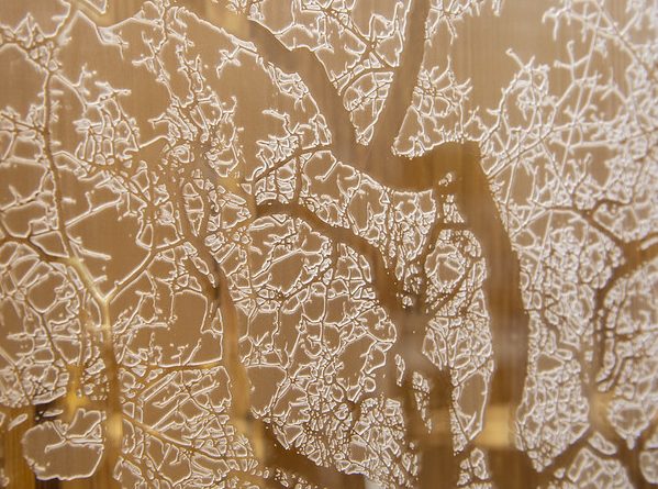 A close-up of the art installation champion trees