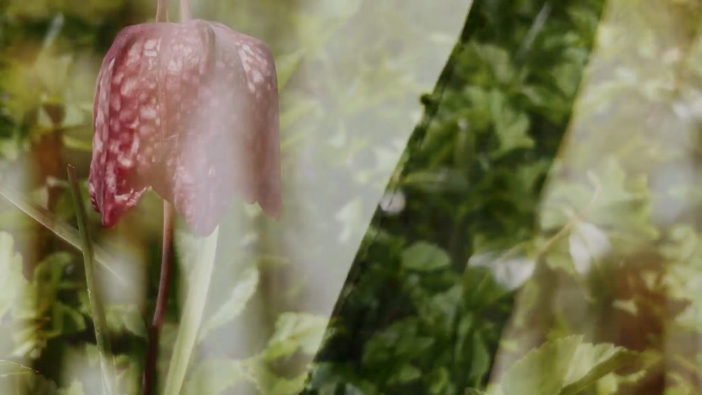 overlapping visuals of a pink flower and shadows in nature