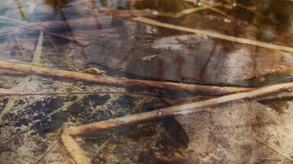 overlapping visuals of leaves decomposing in water and birch tree bark