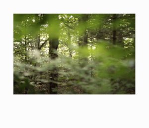 digital print of a green dense forest